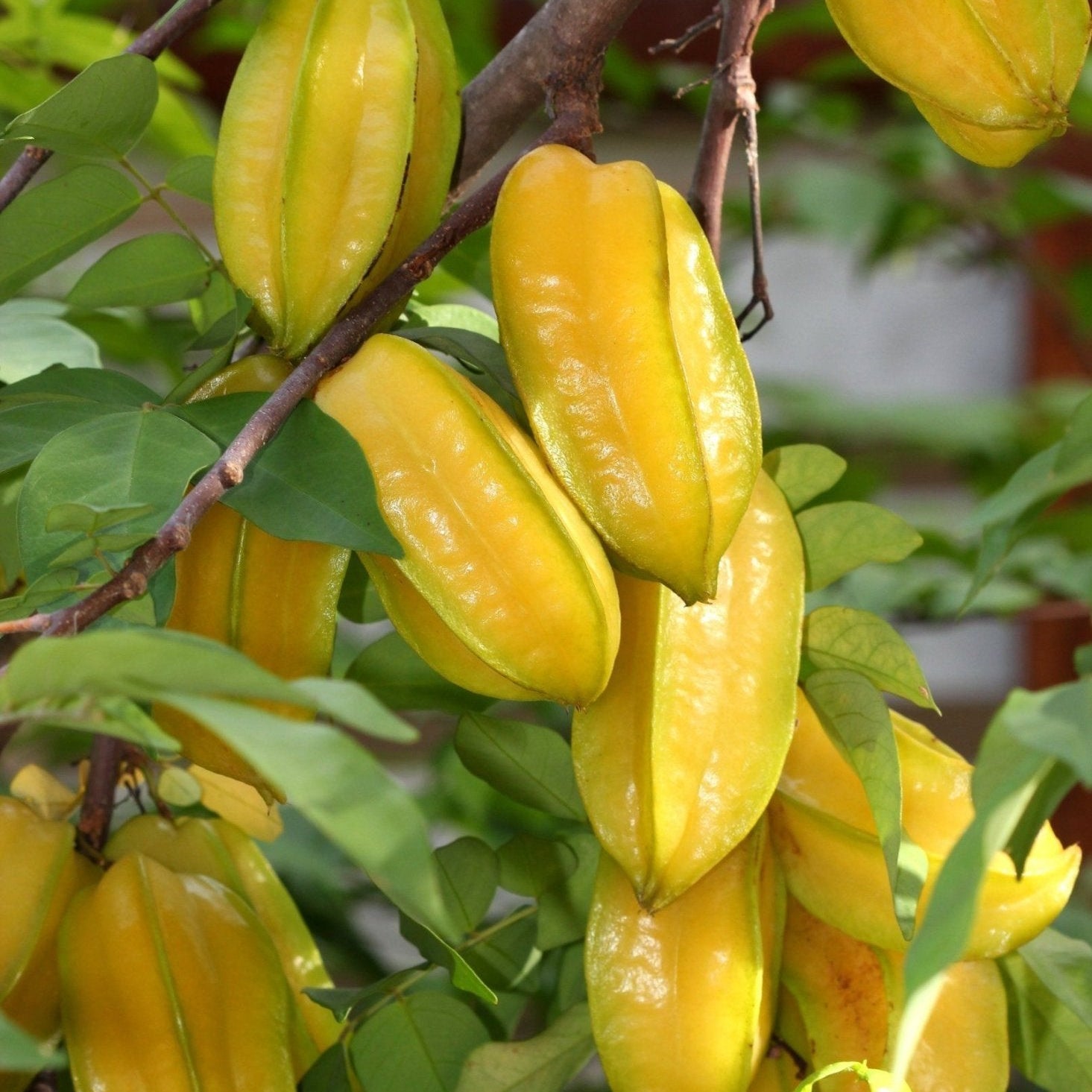 Carambola Honey Sweet (Star Fruit) Tree - Grafted - Ladybird Nursery