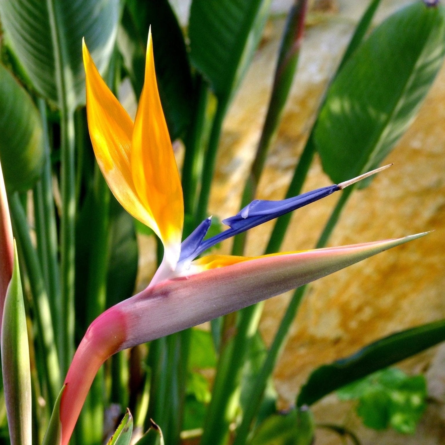 Bird of Paradise (Strelitzia reginae) - Ladybird Nursery