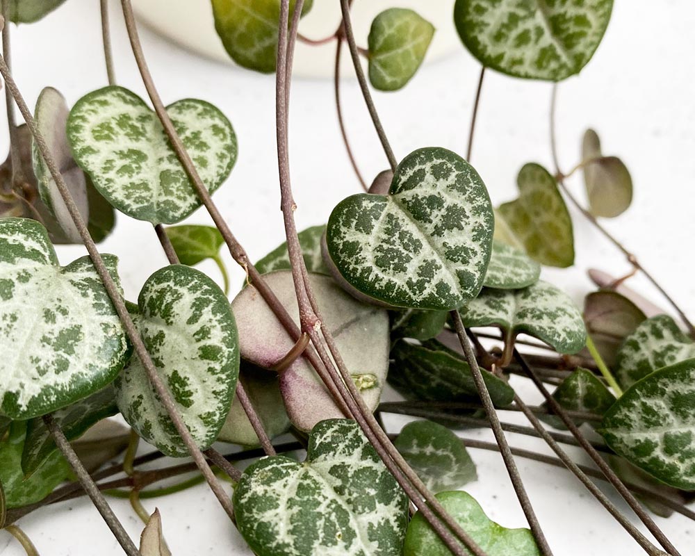 String of Hearts (Ceropegia woodii) - Ladybird Nursery