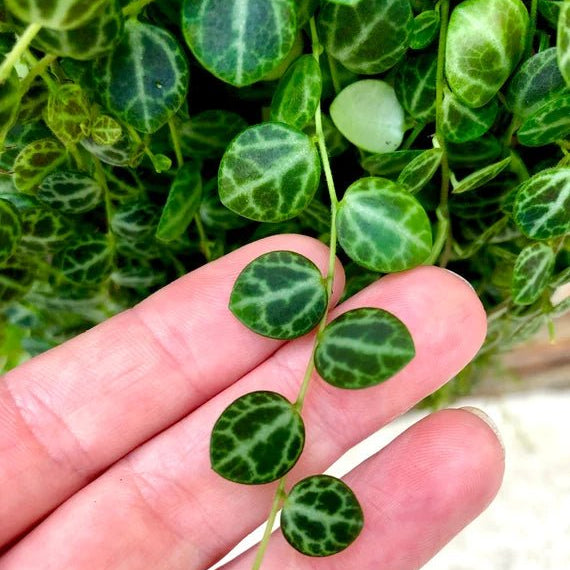 Peperomia 'String of Turtles' (Peperomia Prostrata) - Ladybird Nursery