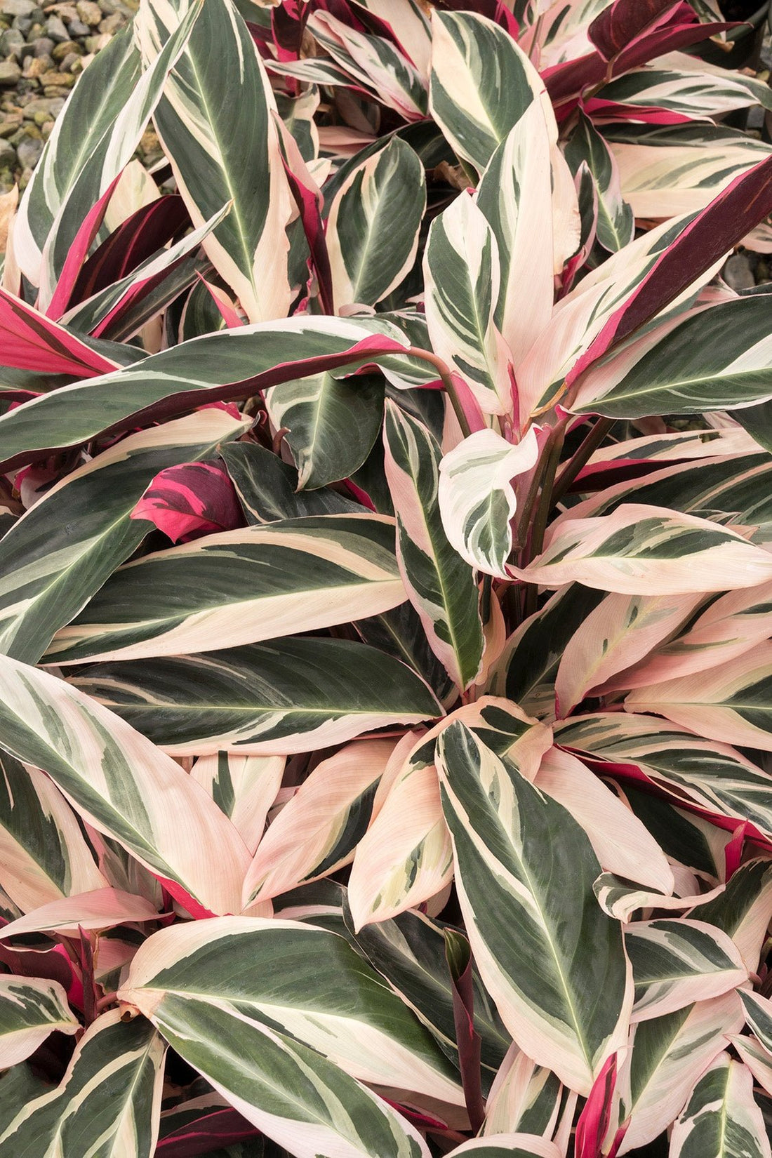 Stromanthe sanguinea 'Triostar' - Ladybird Nursery