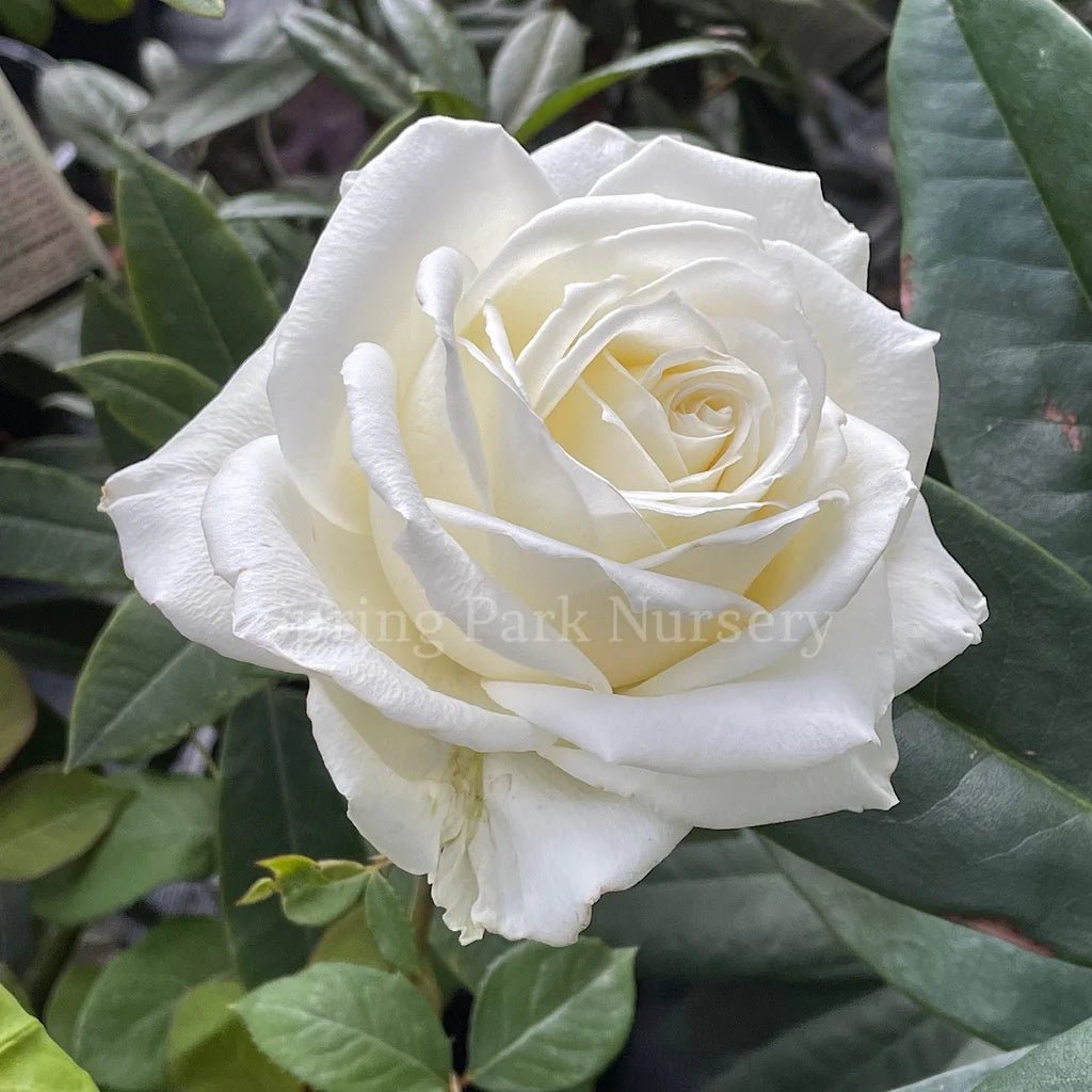 Rose 'Suffragette' (Rosa) - Ladybird Nursery