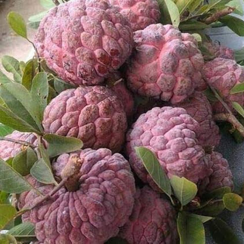 Sugar apple Grafted Kampong Mauve - Ladybird Nursery