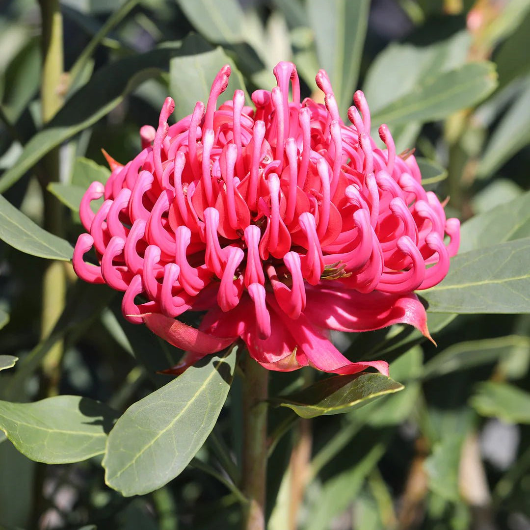 Waratah Wild Brumby 'Sugar Plum (Telopea) - Ladybird Nursery