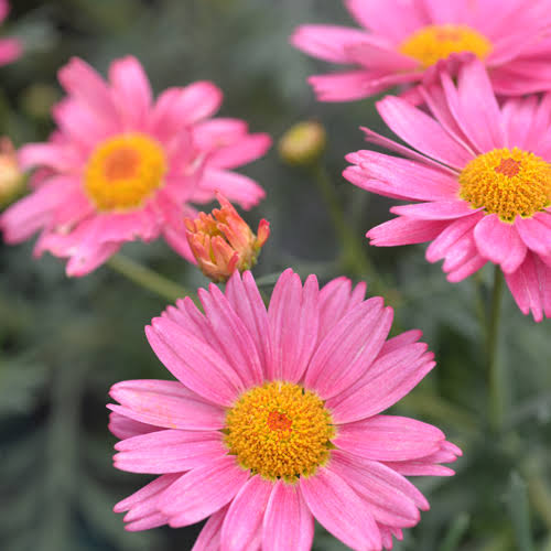 Argyranthemum 'Summer Shades'