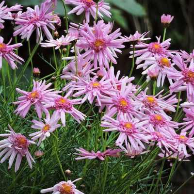 Daisy 'Summit Pink' (Argyranthemum)