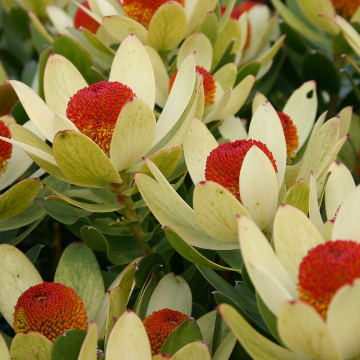 Leucadendron 'Summer Sun' - Ladybird Nursery