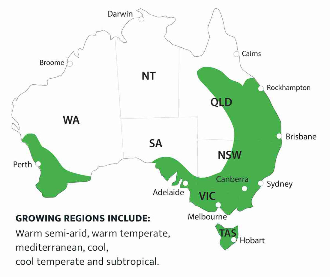 Nectarine Super Dwarf Sunset - Ladybird Nursery