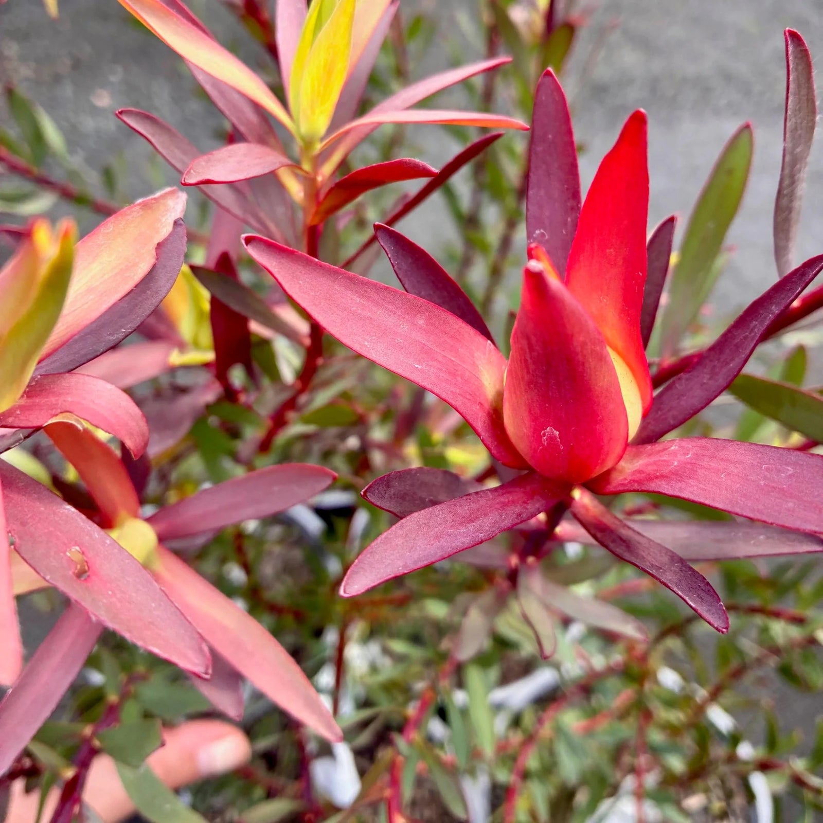 Leucadendron Super Star - Ladybird Nursery