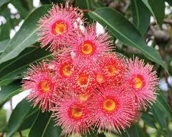 Swamp Bloodwood (Corymbia ptychocarpa) - Ladybird Nursery