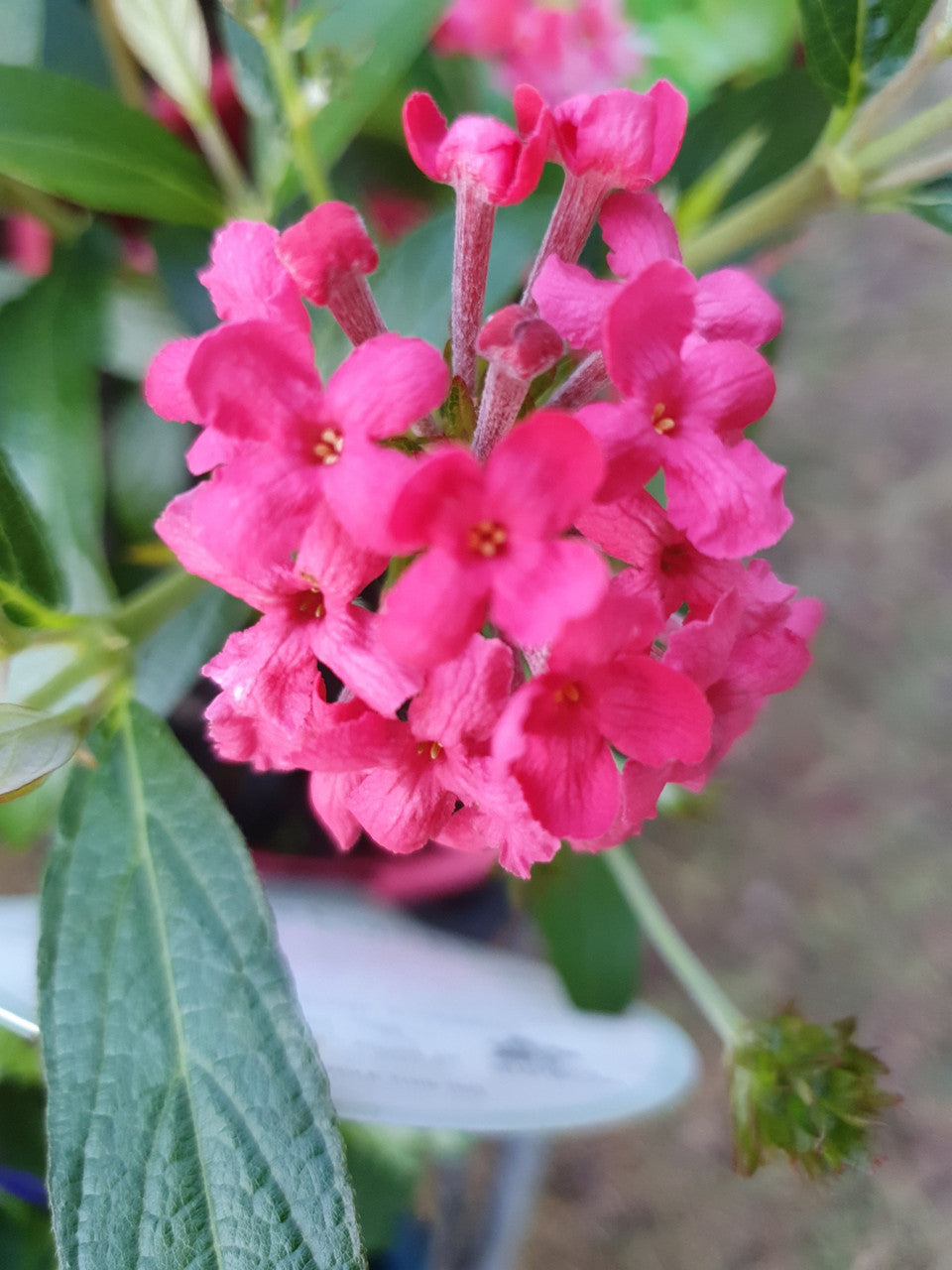Sweet Caprice (Rondeletia leucophylla)