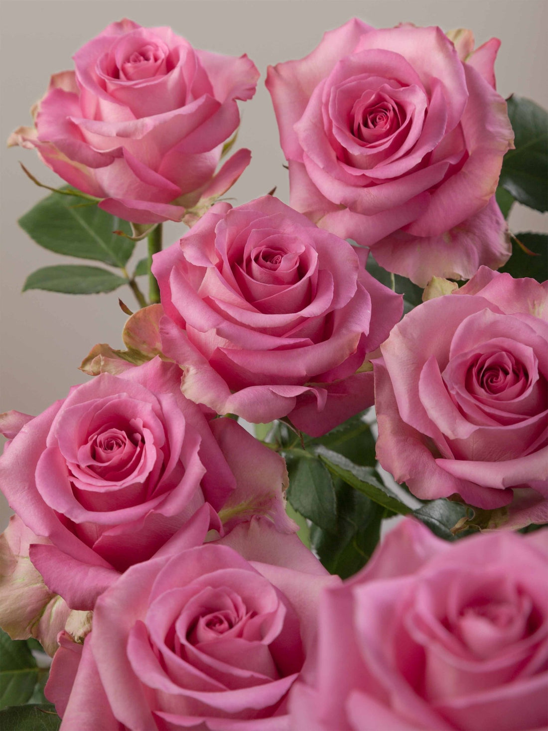 Rose 'Sweet Memory' (Bareroot) - Ladybird Nursery