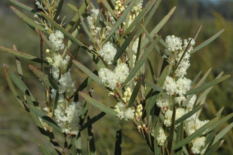 Coastal Wattle (Acacia suaveolens) - Ladybird Nursery