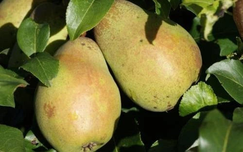 Dwarf Pear 'Sweet Reward' - Ladybird Nursery