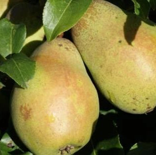 Dwarf Pear 'Sweet Reward' - Ladybird Nursery