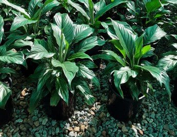 Peace Lily 'Sweet Romano' (Spathiphyllum) - Ladybird Nursery