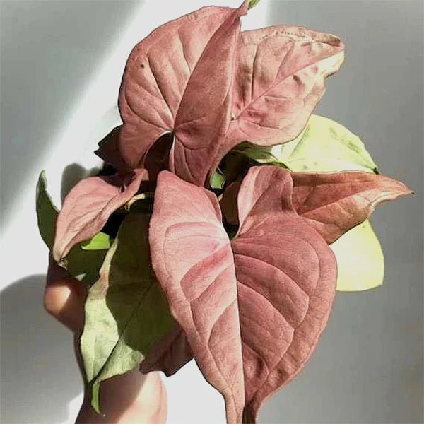 Syngonium Neon - Ladybird Nursery