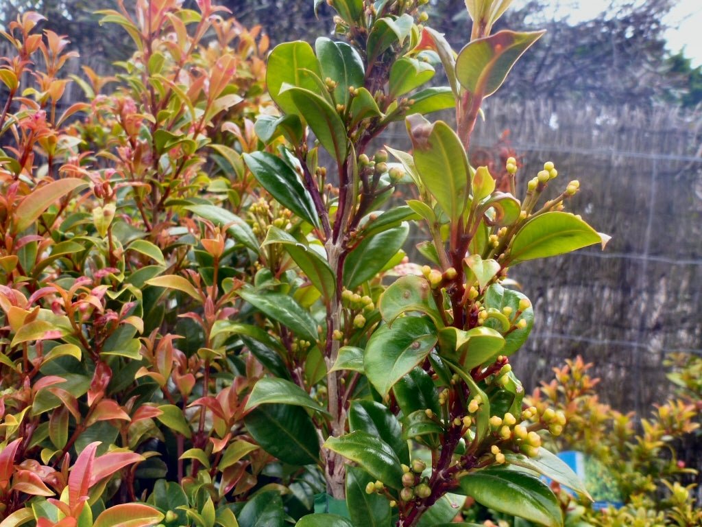 Lilly Pilly Elite (Syzygium australe) - Ladybird Nursery