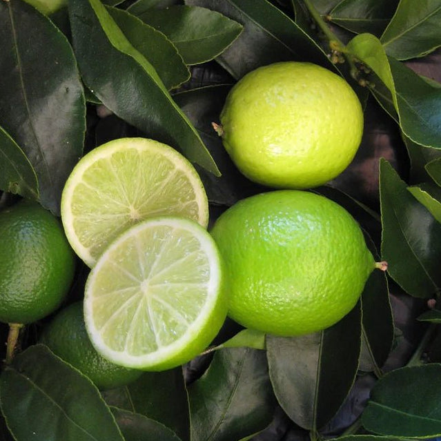 Dwarf Lime Tahitian 330mm (PICKUP ONLY) - Ladybird Nursery