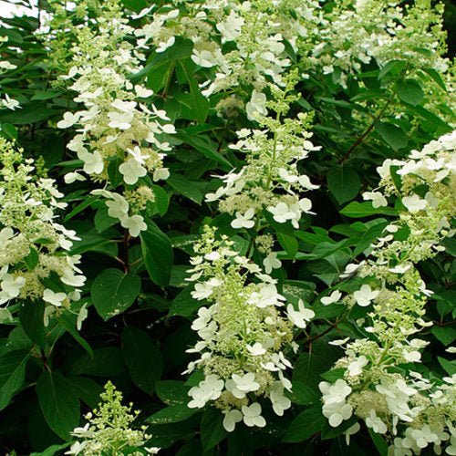 Panicle Hydrangea Tardiva (Hydrangea paniculata) - Ladybird Nursery
