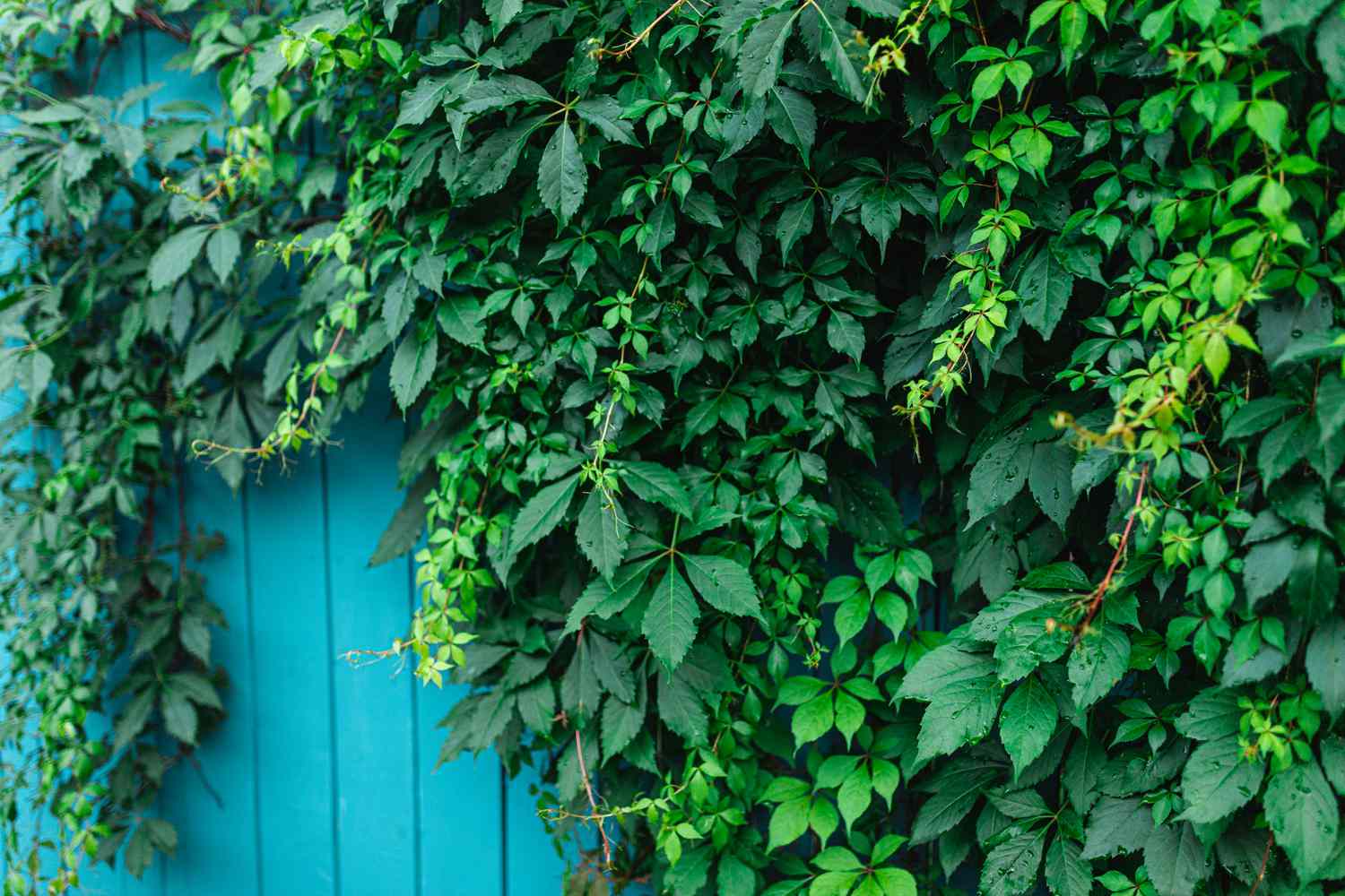 Virginia Creeper (Parthenocissus quinquefolia) - Ladybird Nursery