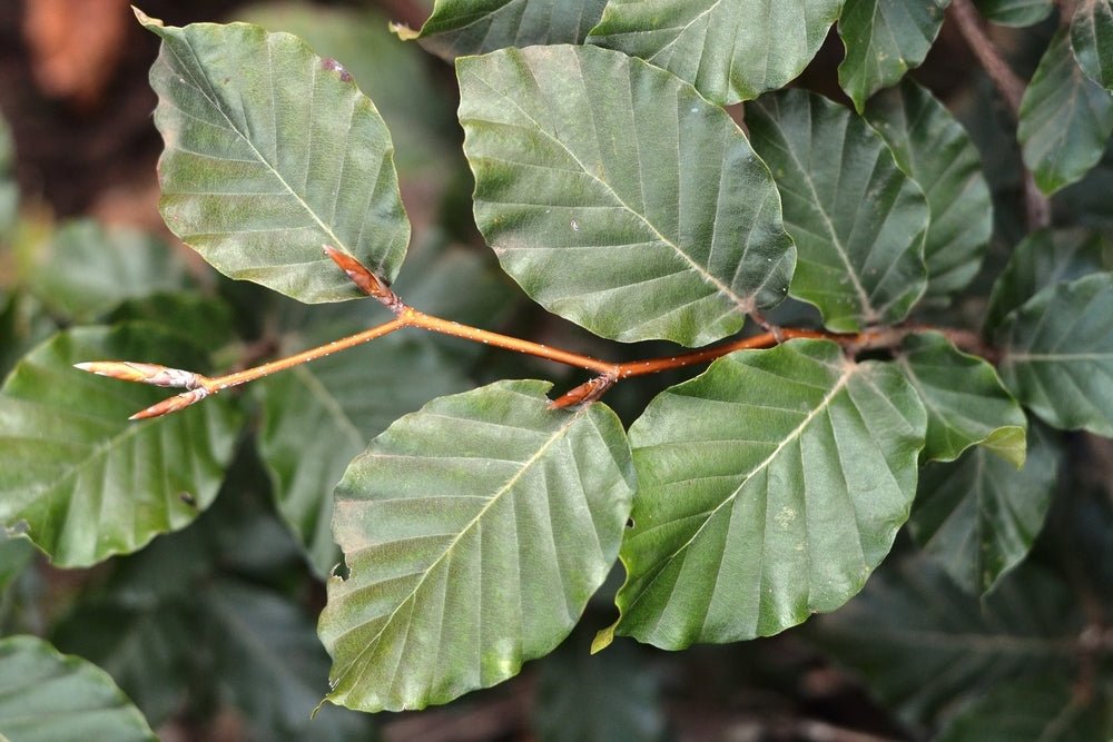 European Beech (Fagus sylvatica) - Ladybird Nursery
