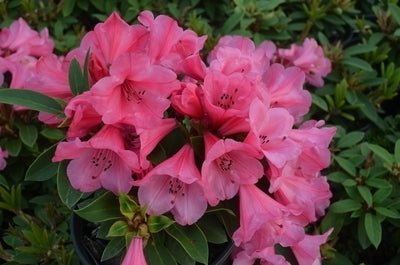 Rhododendron Kimbeth - Ladybird Nursery