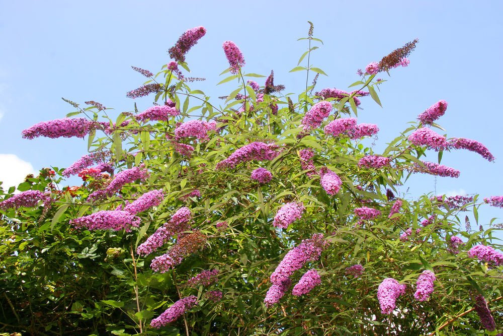 Butterfly Bush 'Pink Delight' (Buddleja davidii) - Ladybird Nursery