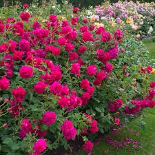 Rose 'Thomas A Beckett' (David Austin) - Large - Ladybird Nursery