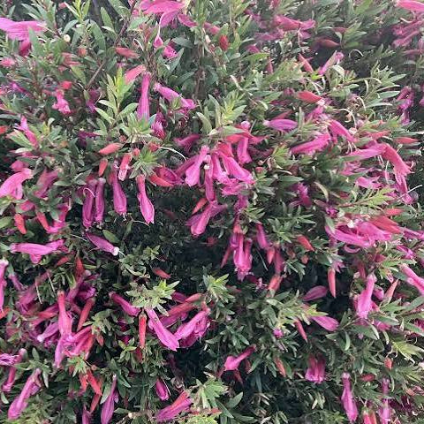 Emu Bush 'THRIVER' (Eremophila)