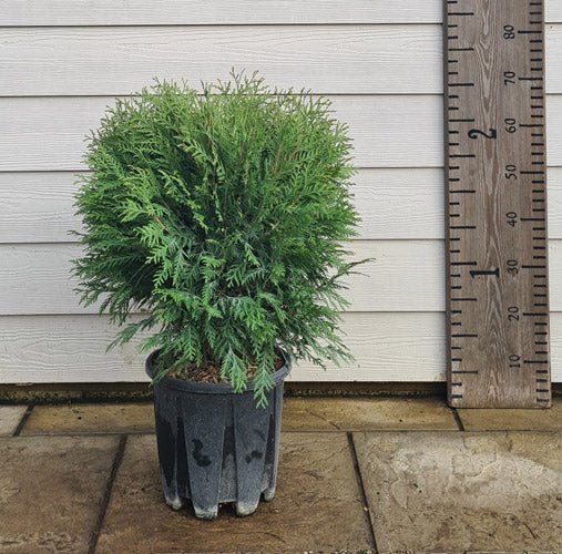 Dwarf Arborvitae Little Champion (Thuja occidentalis) - Ladybird Nursery