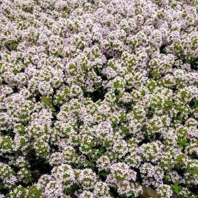 Thyme Turkey (Thymus) - Ladybird Nursery