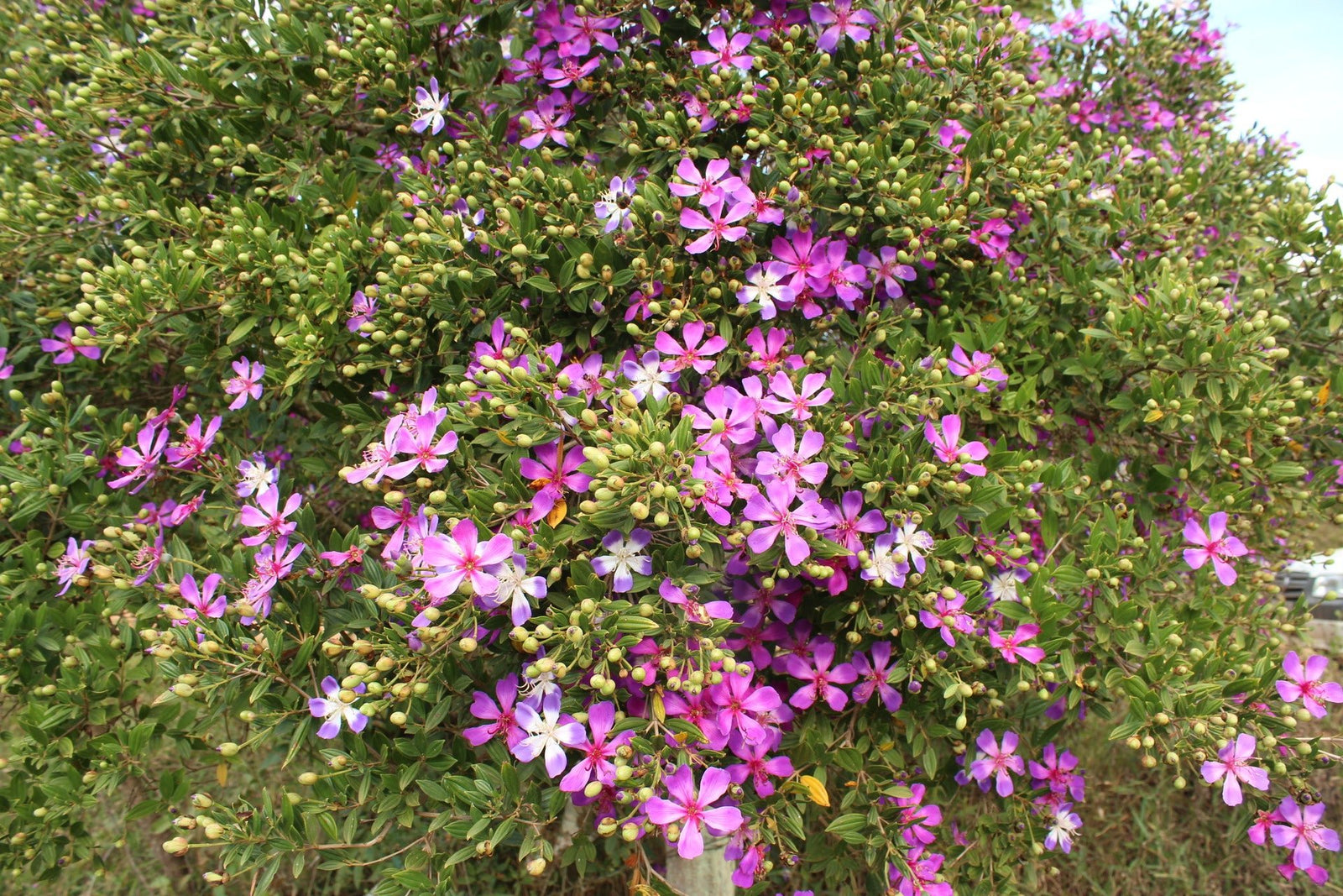 Tibouchina Chameleon - Ladybird Nursery