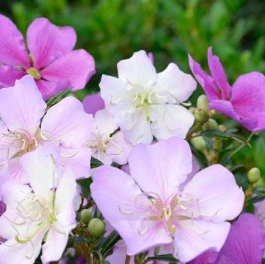 Tibouchina Illusion - Ladybird Nursery