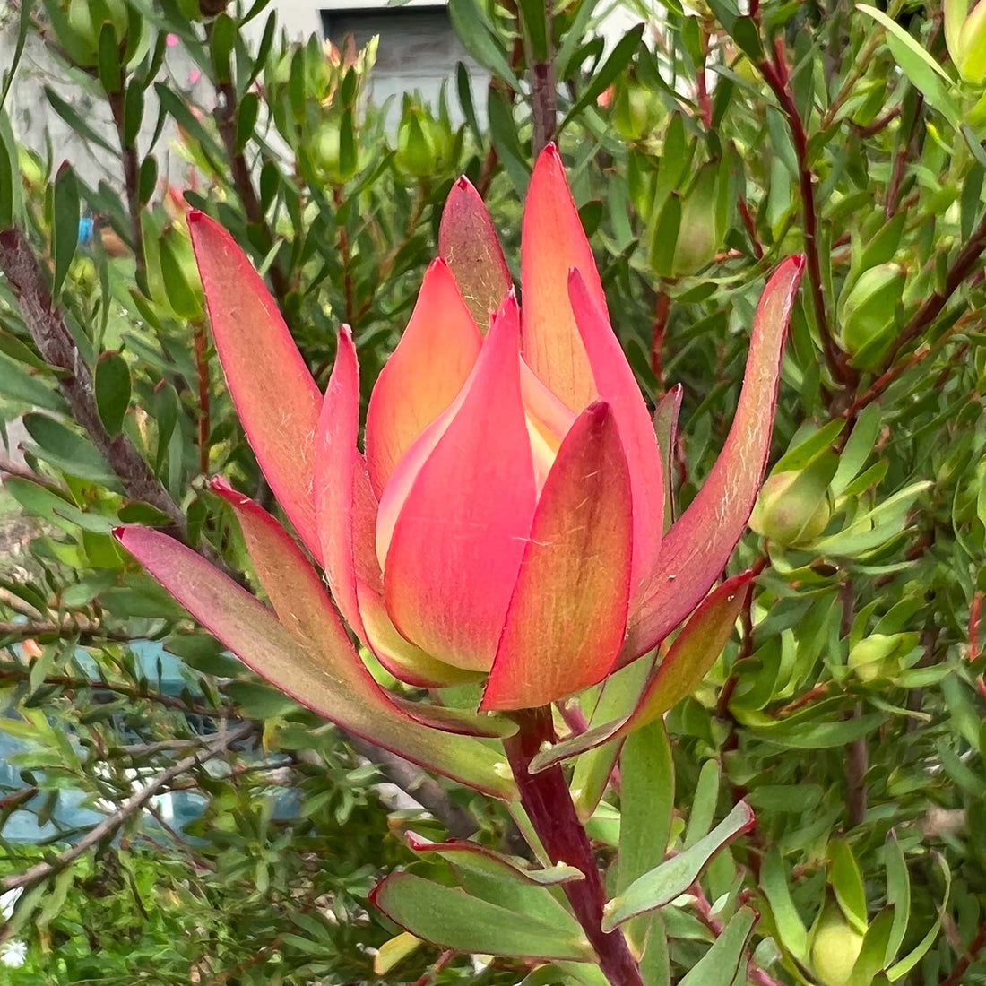 Titan (Leucadendron salignum)