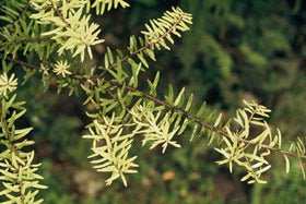 Totara (Podocarpus totara) - Ladybird Nursery