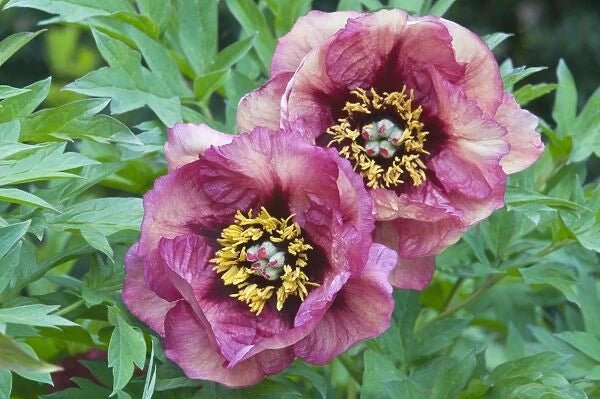 Tree Peony Gauguin (Paeonis suffruiticosa) - Ladybird Nursery
