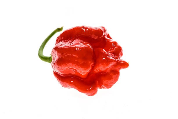 Trinidad Moruga Scorpion Chilli - Ladybird Nursery