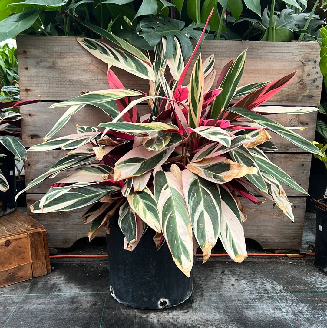 Stromanthe sanguinea 'Triostar' - Ladybird Nursery