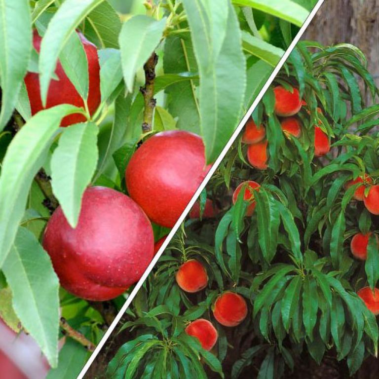 Dwarf Trixzie Nectarine 'Nectazee' - Ladybird Nursery