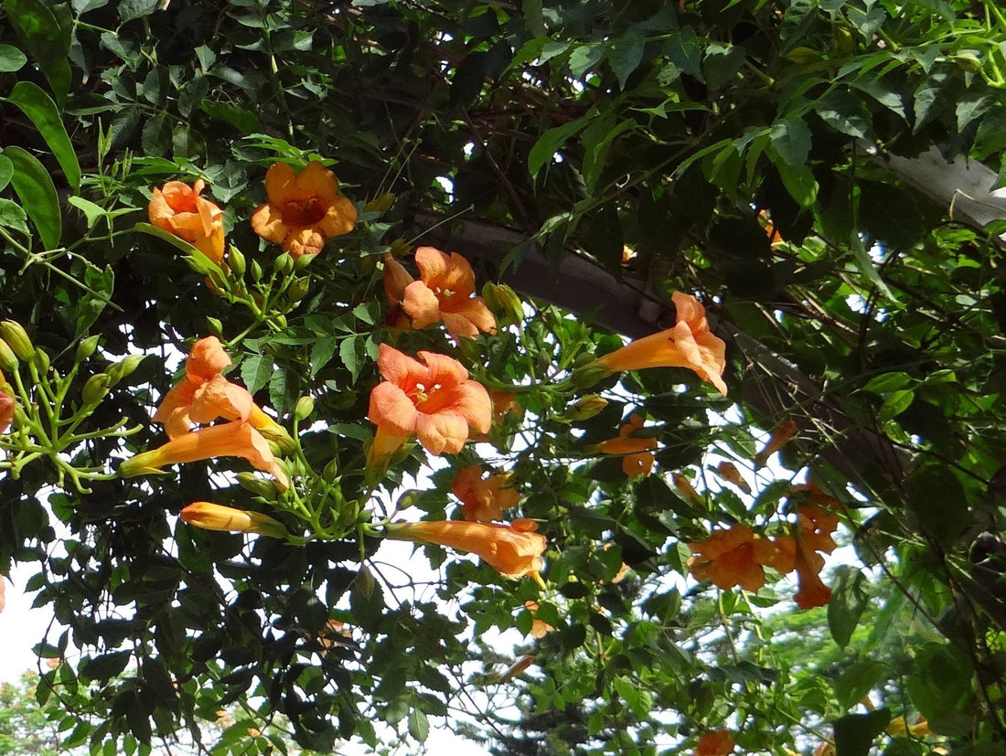 Blood Red Trumpet Vine (Distictis buccinatoria) - Ladybird Nursery