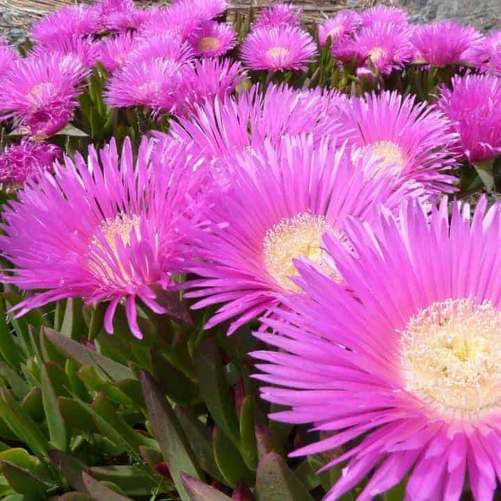 Karkalla (Carpobrotus rossii) – Tucker Bush - Ladybird Nursery