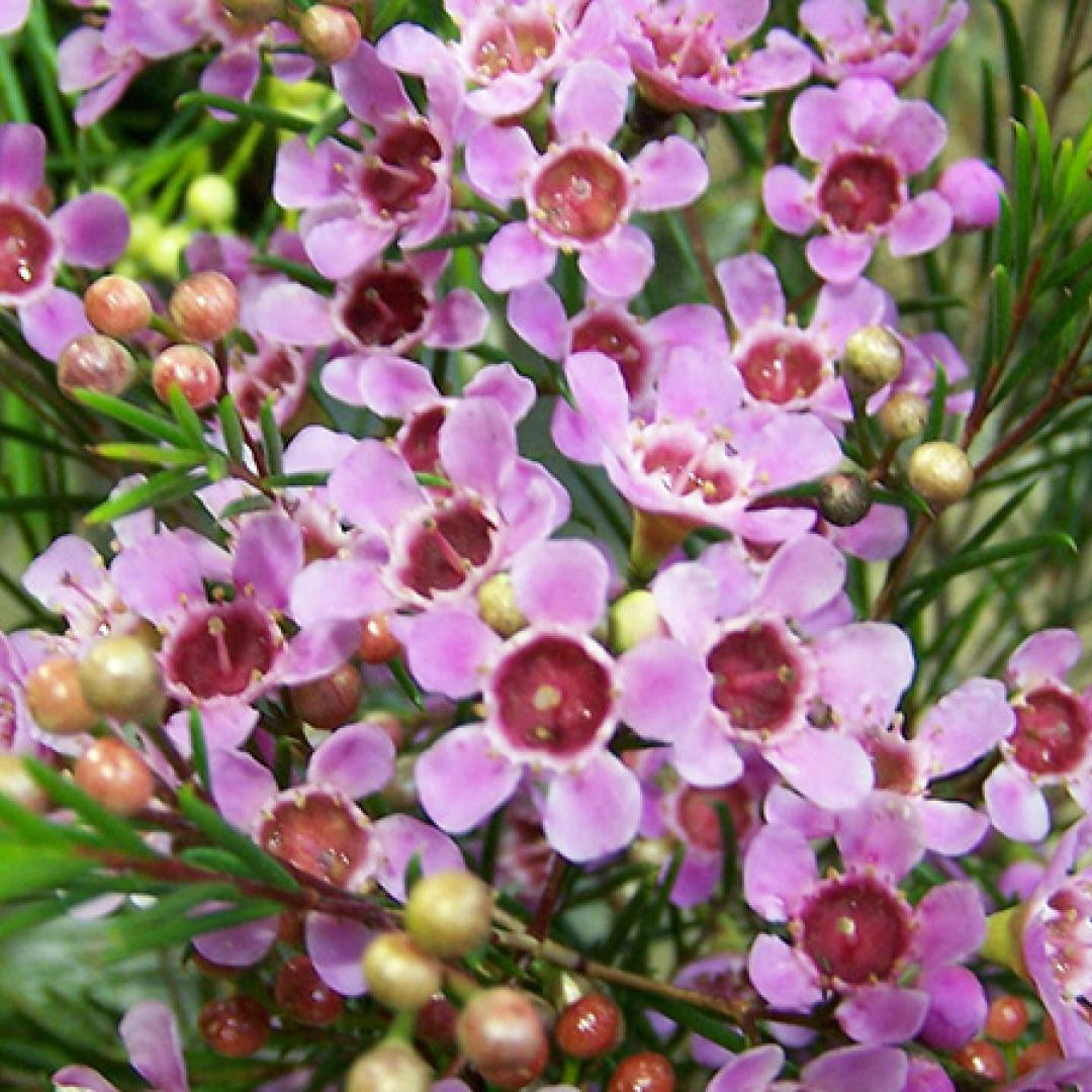 Geraldton Wax Raspberry Ripple (Chamelaucium) - Ladybird Nursery