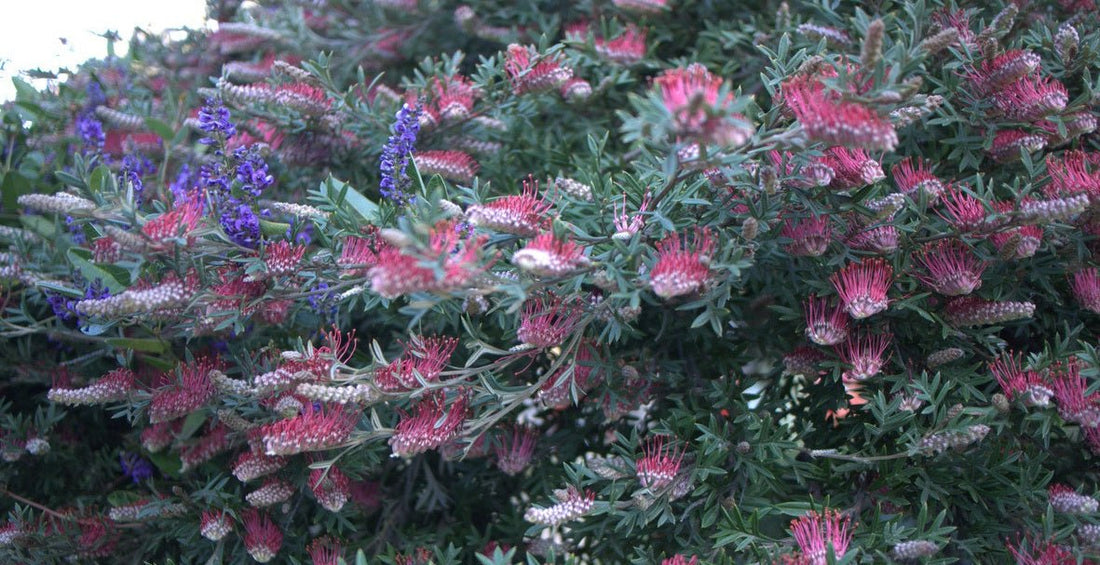 Grevillea Coastal Glow - Ladybird Nursery