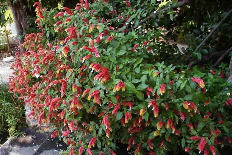 Shrimp Plant (Justicia brandegeeana) - Ladybird Nursery