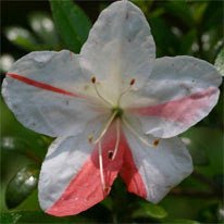 Azalea indica Avenir - Ladybird Nursery