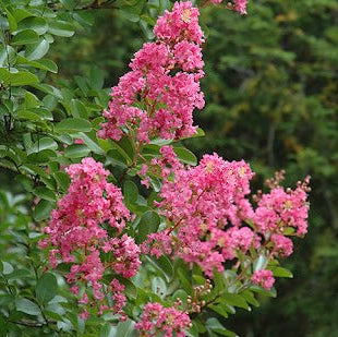 Crepe Myrtle Hopi (Lagerstroemia) - Ladybird Nursery