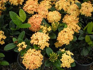 Ixora Compact Gold (Ixora chinensis) - Ladybird Nursery