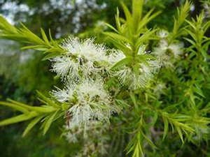 Black Tea - tree Revolution Gold (Melaleuca bracteata) - Ladybird Nursery
