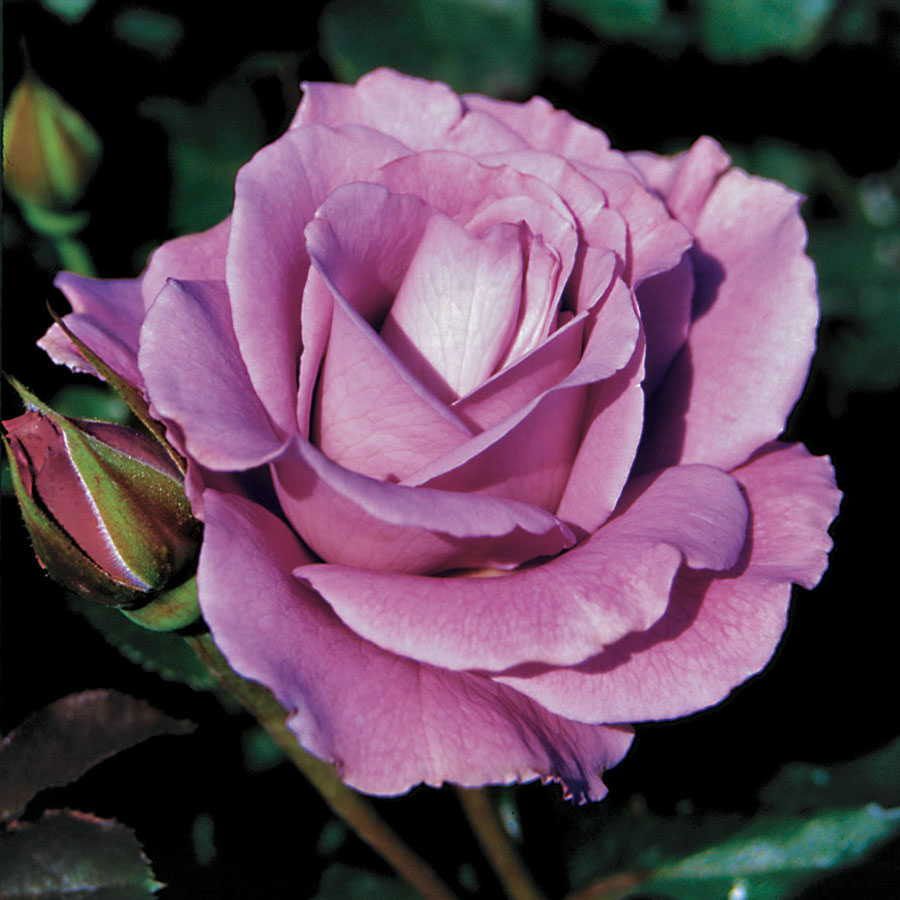 Rose Face (Rosa Angel) - Ladybird Nursery
